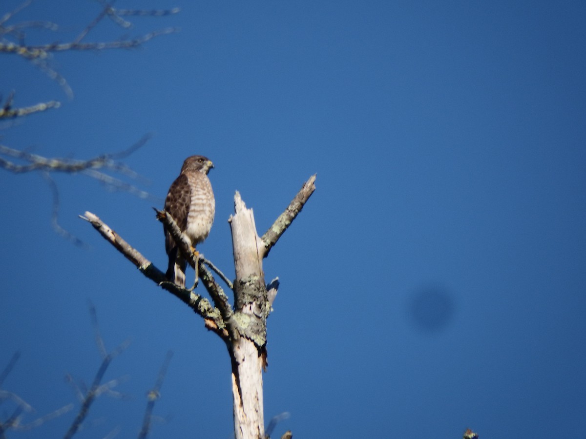 Broad-winged Hawk - Deborah Evans