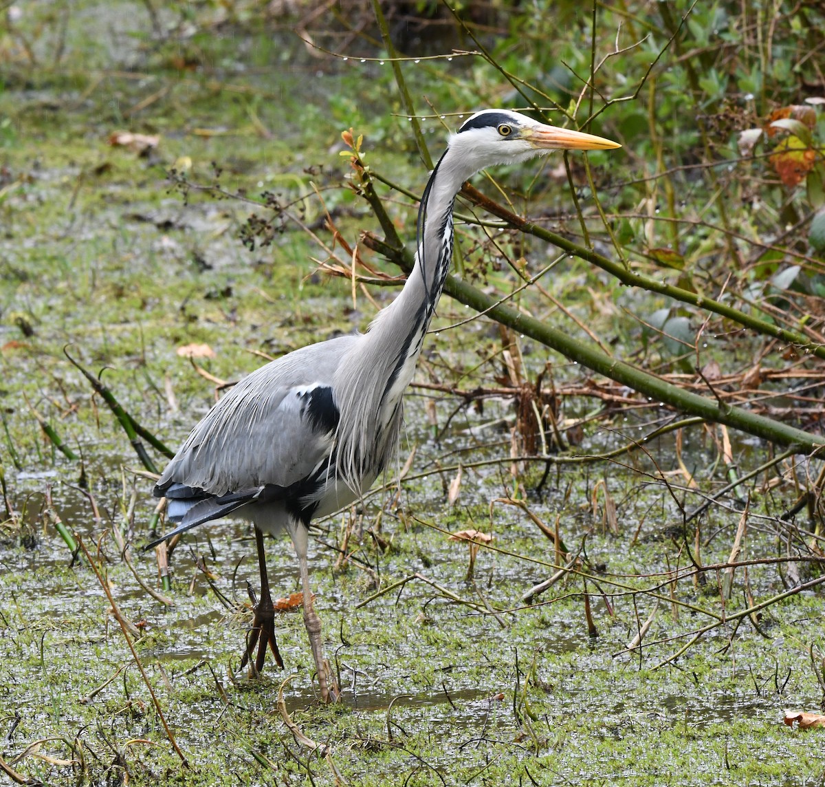 volavka popelavá (ssp. cinerea/jouyi) - ML619444782