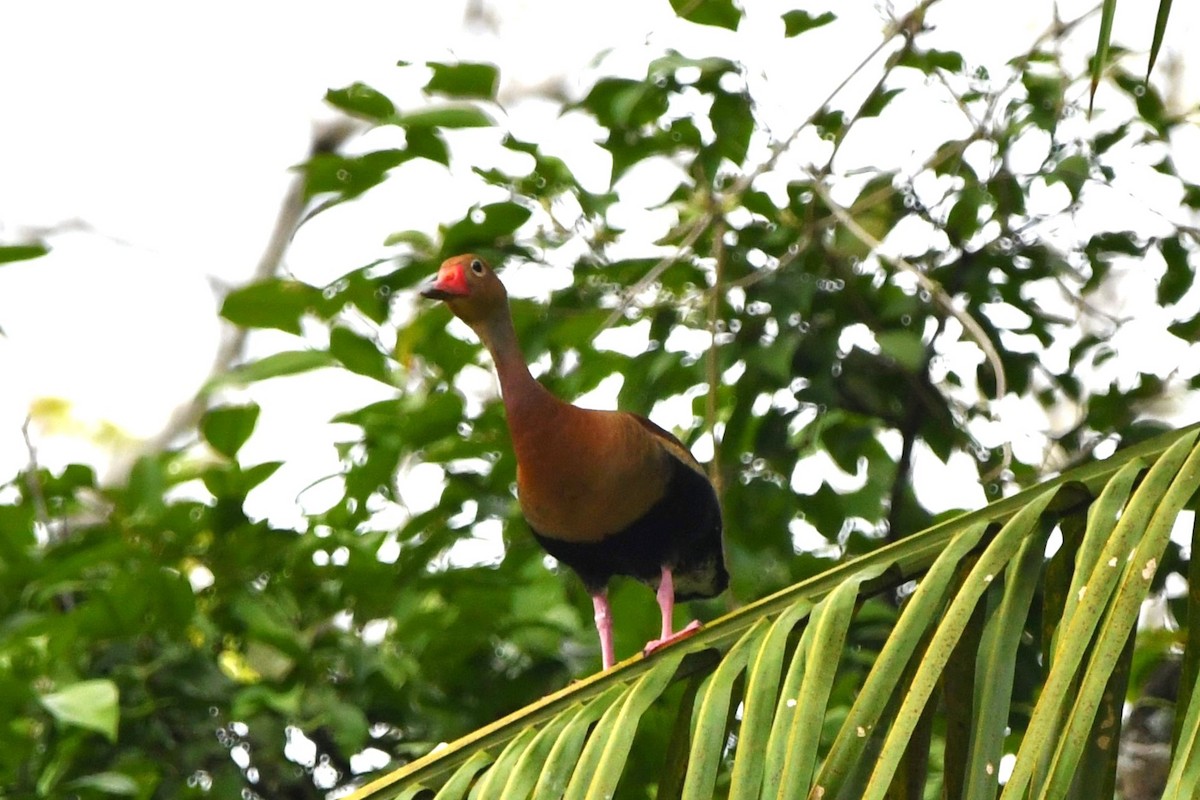 Black-bellied Whistling-Duck (autumnalis) - ML619444786