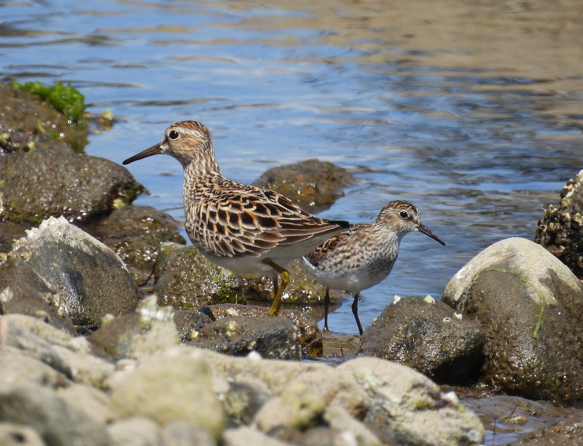 Pectoral Sandpiper - Carol Reid