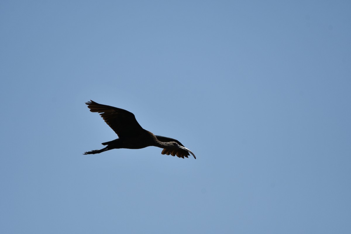 White-faced Ibis - Lael Rudisill