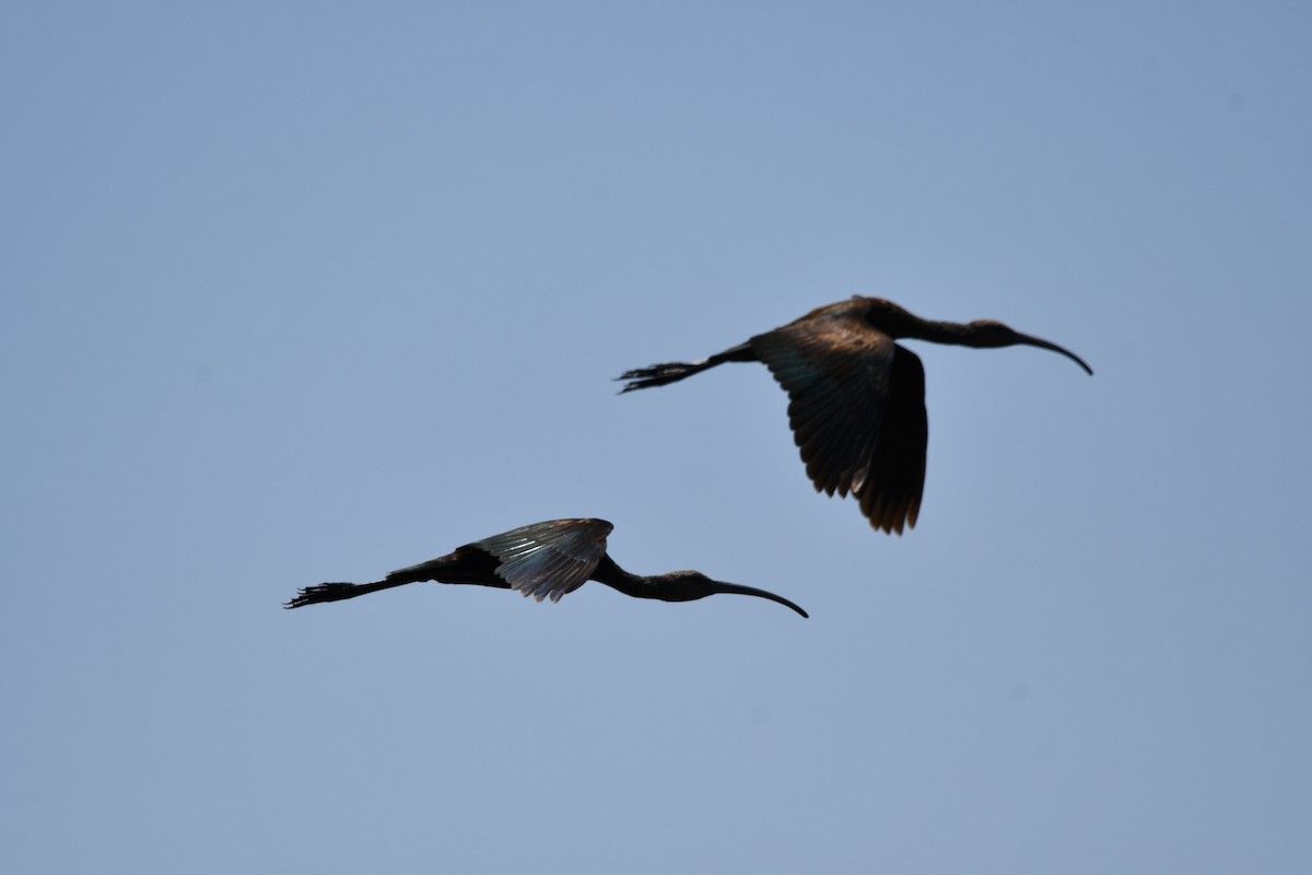 White-faced Ibis - Lael Rudisill