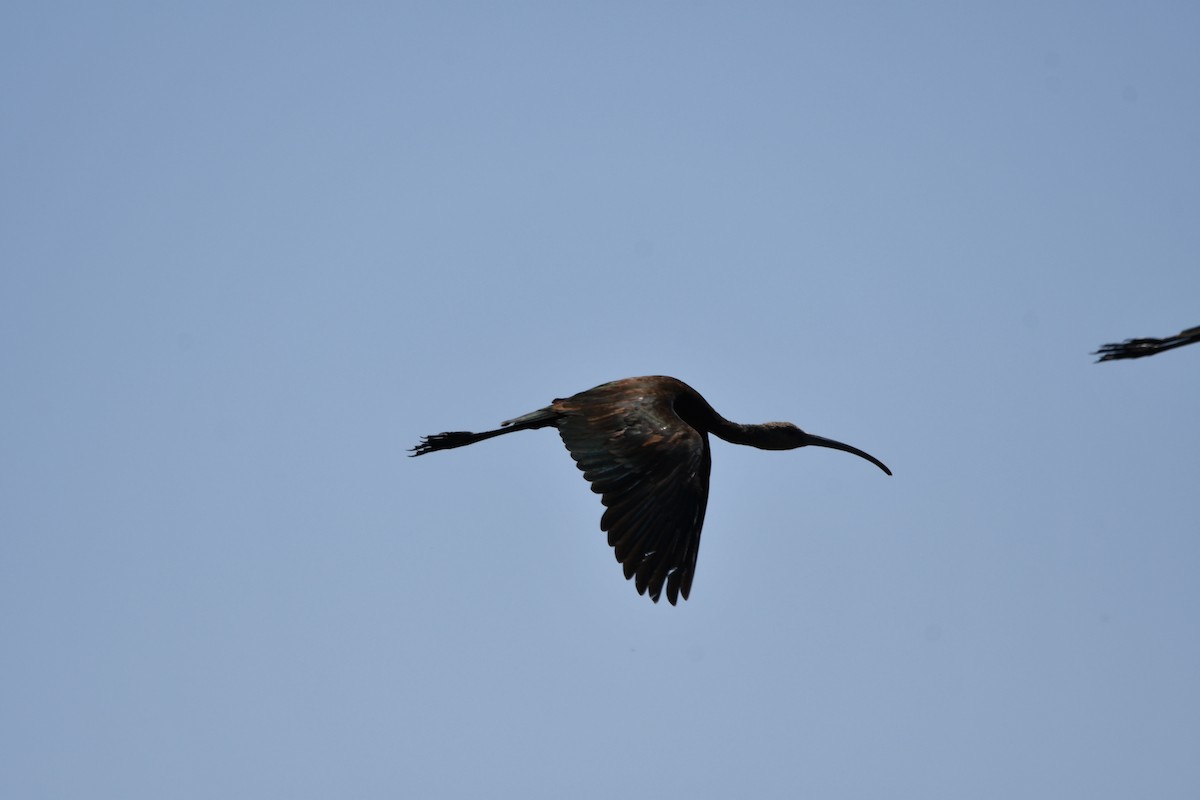 White-faced Ibis - Lael Rudisill