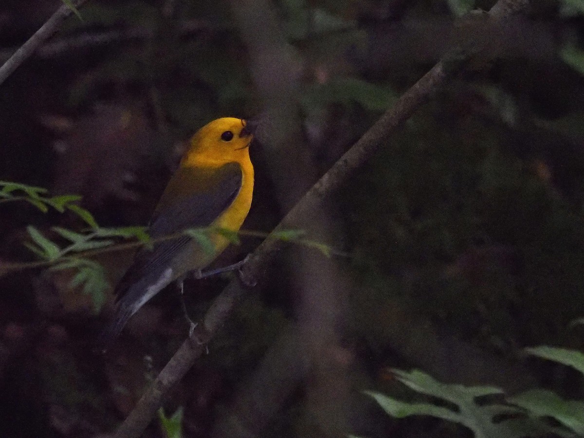 Prothonotary Warbler - ML619444801