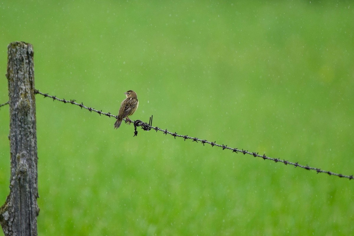 Savannah Sparrow - Mario Pelletier