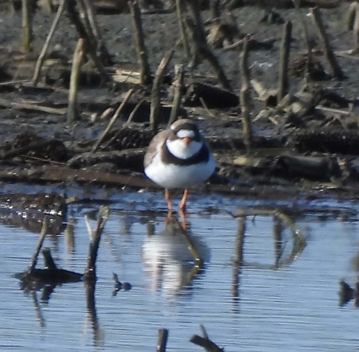 Semipalmated Plover - Ethan Beasley