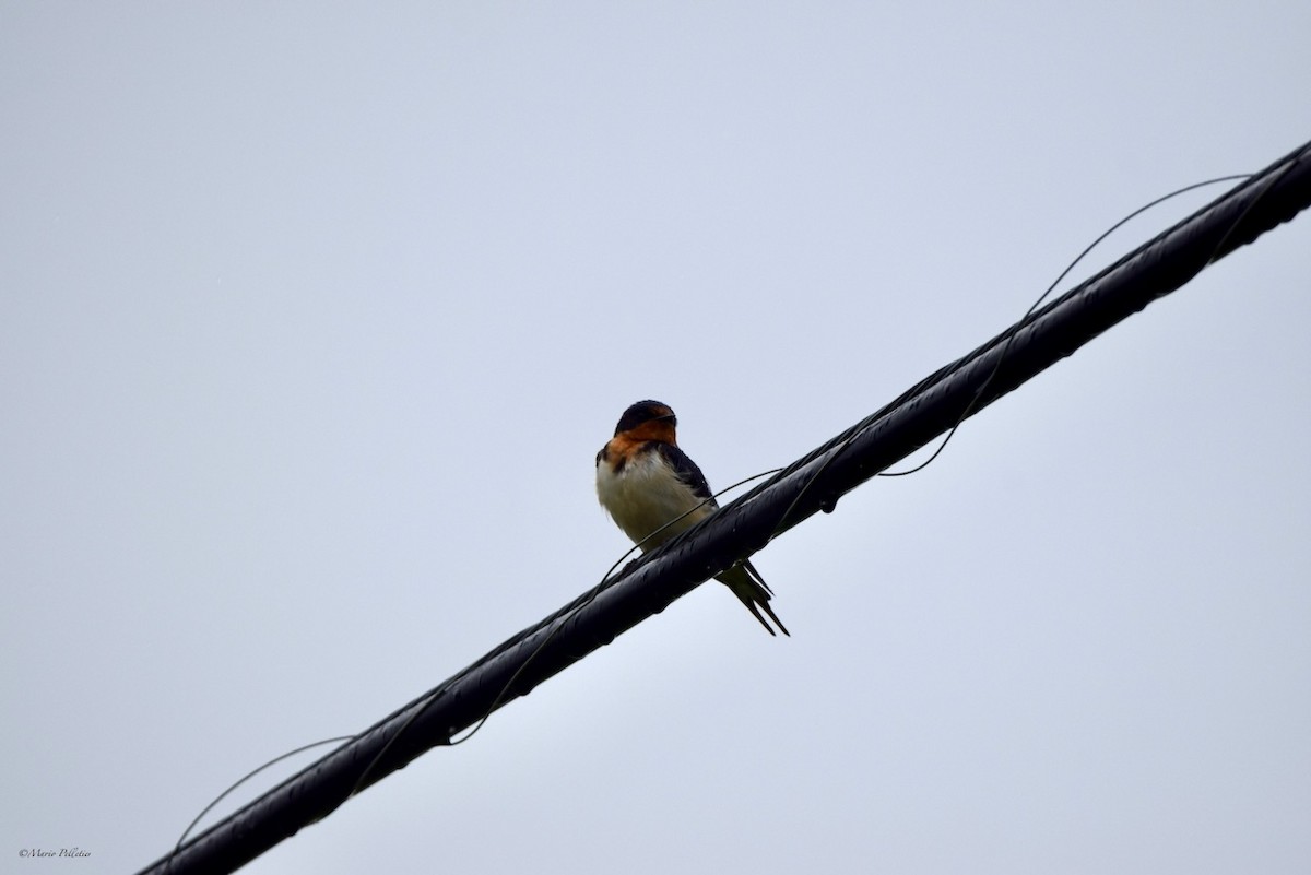 Barn Swallow - Mario Pelletier