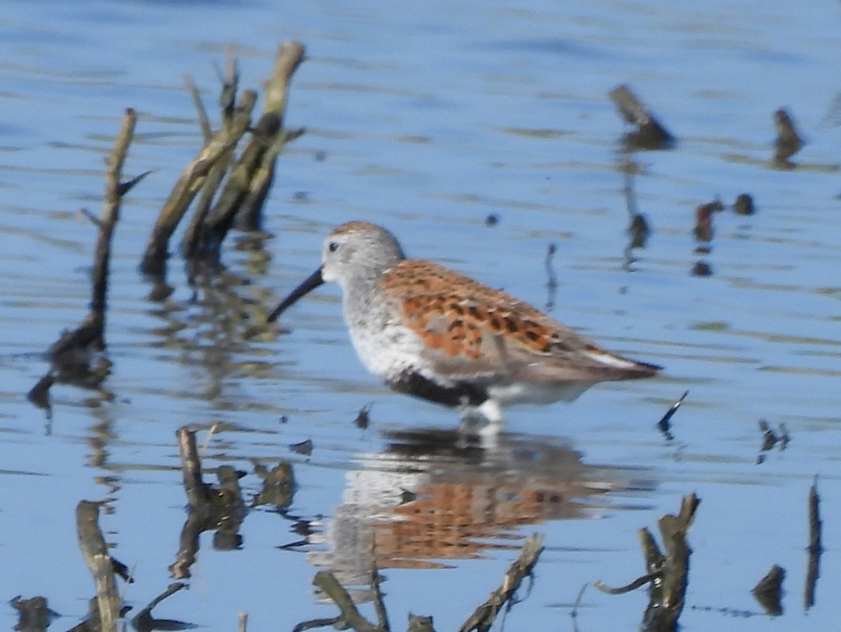 Dunlin - Ethan Beasley