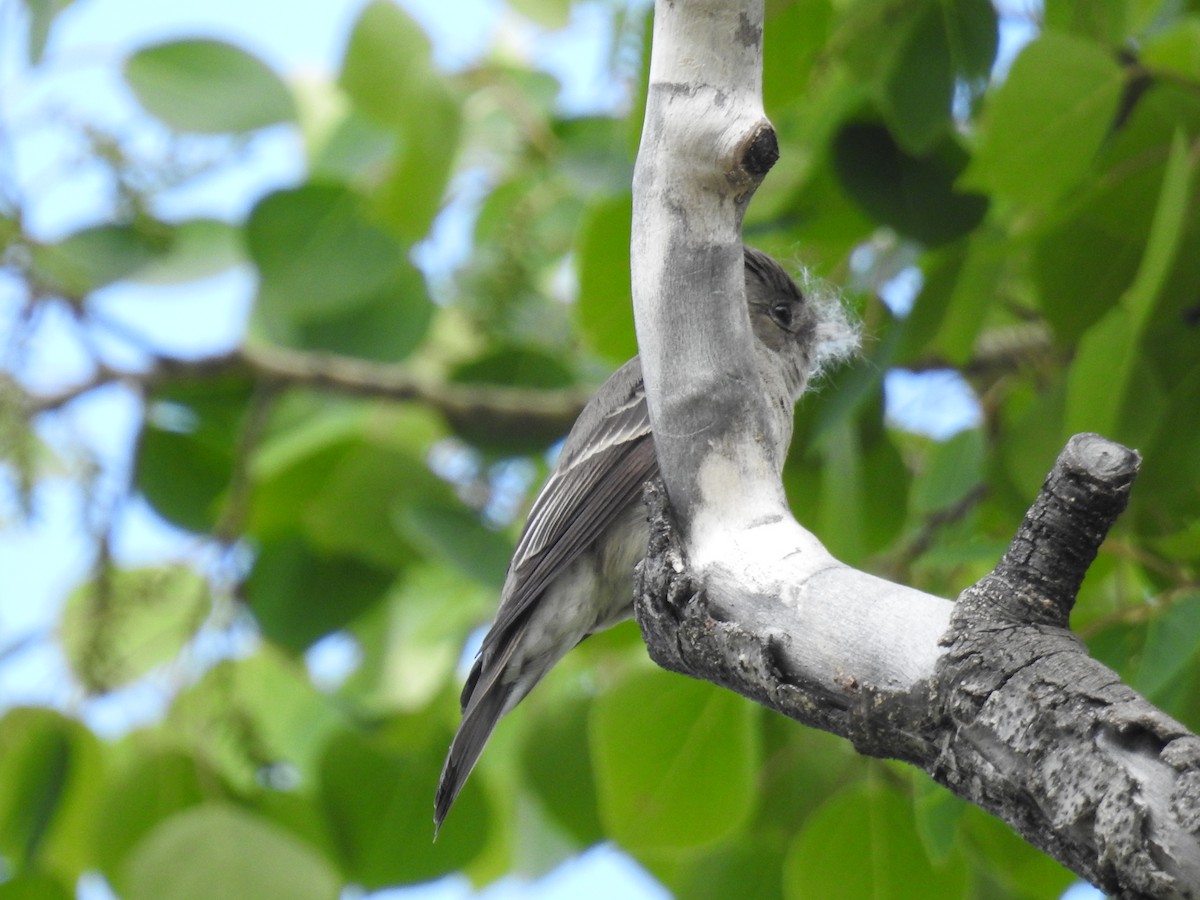 Western Wood-Pewee - ML61944481