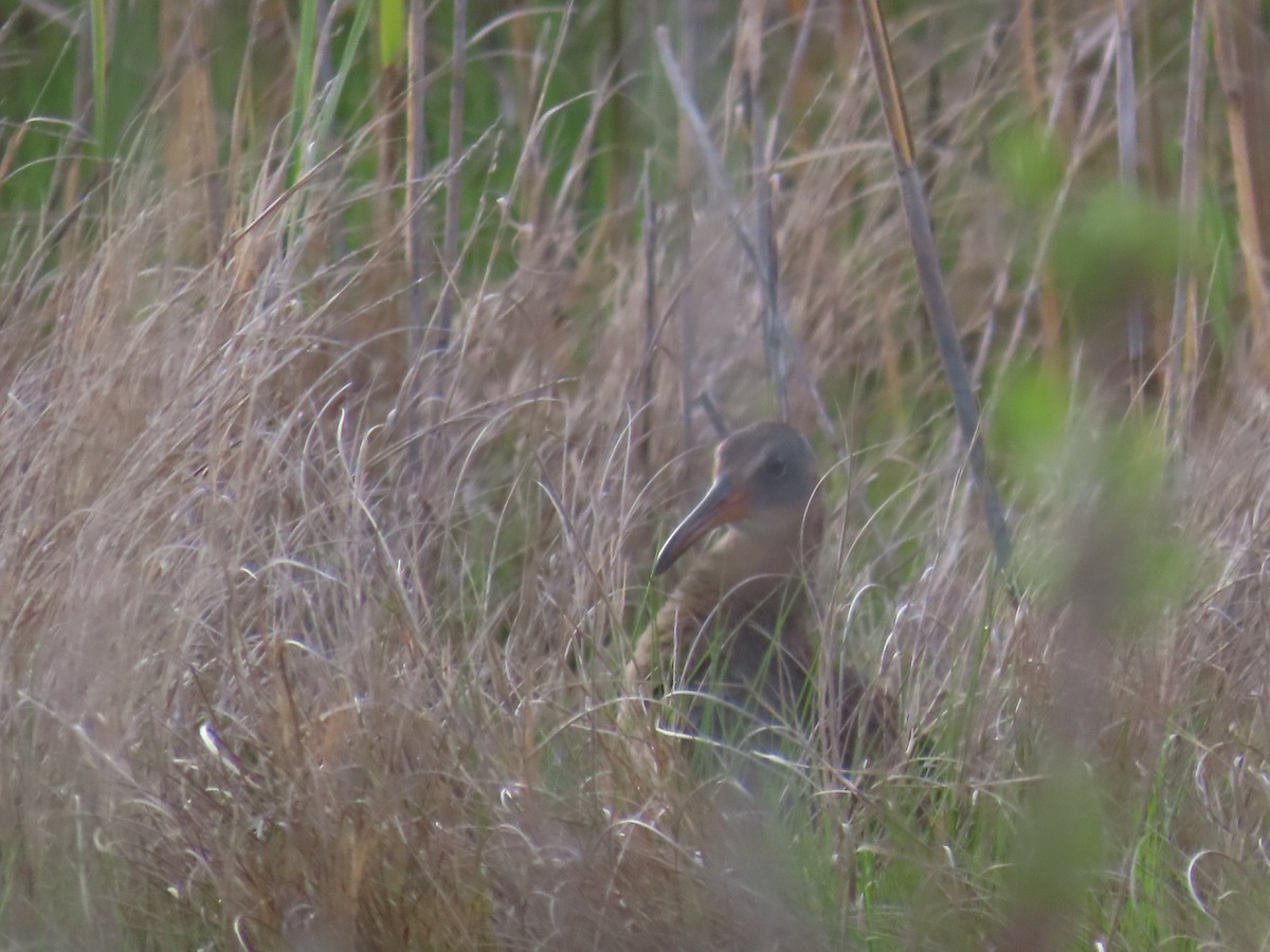 Clapper Rail - ML619444810