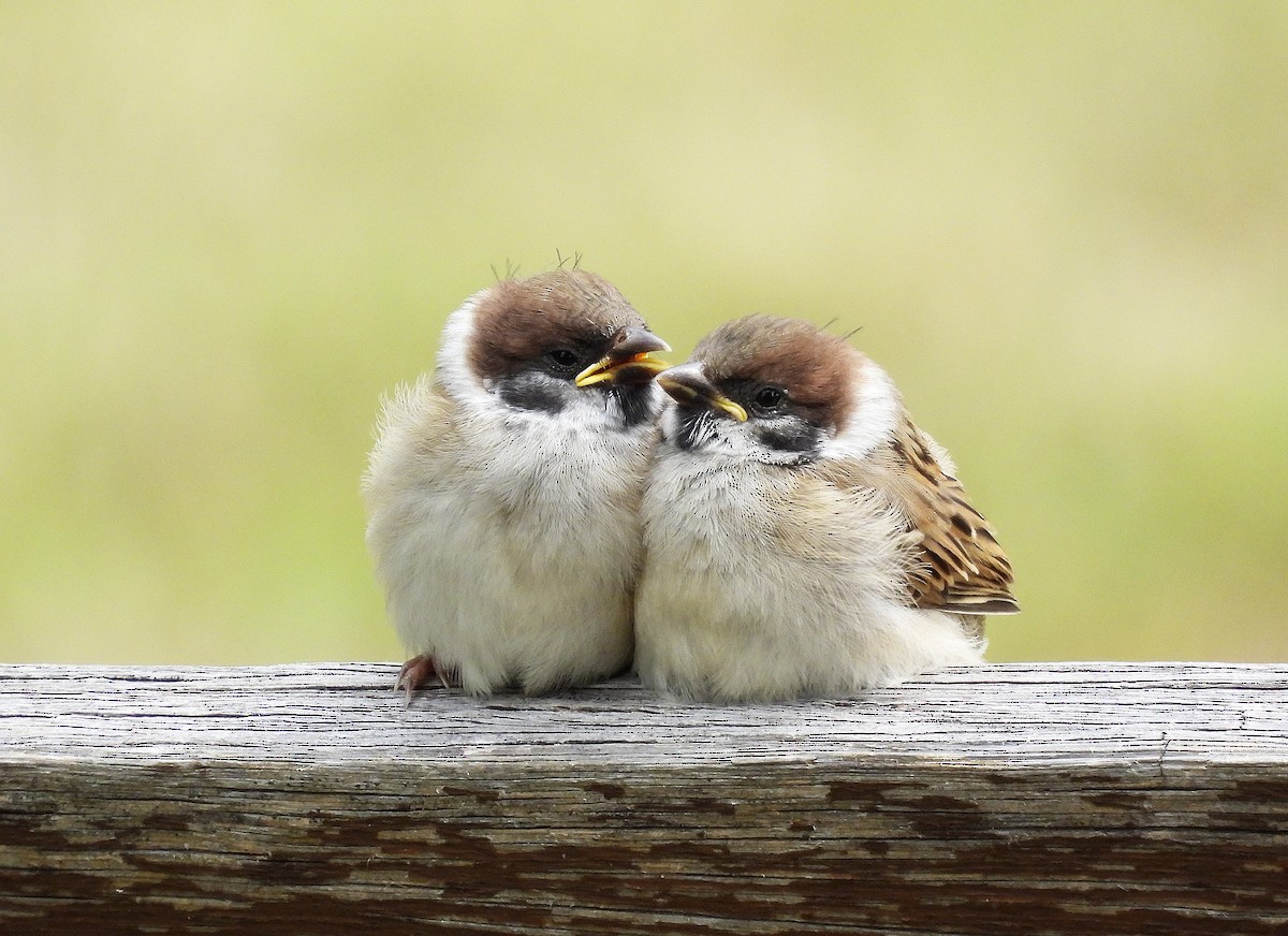 Eurasian Tree Sparrow - ML619444812