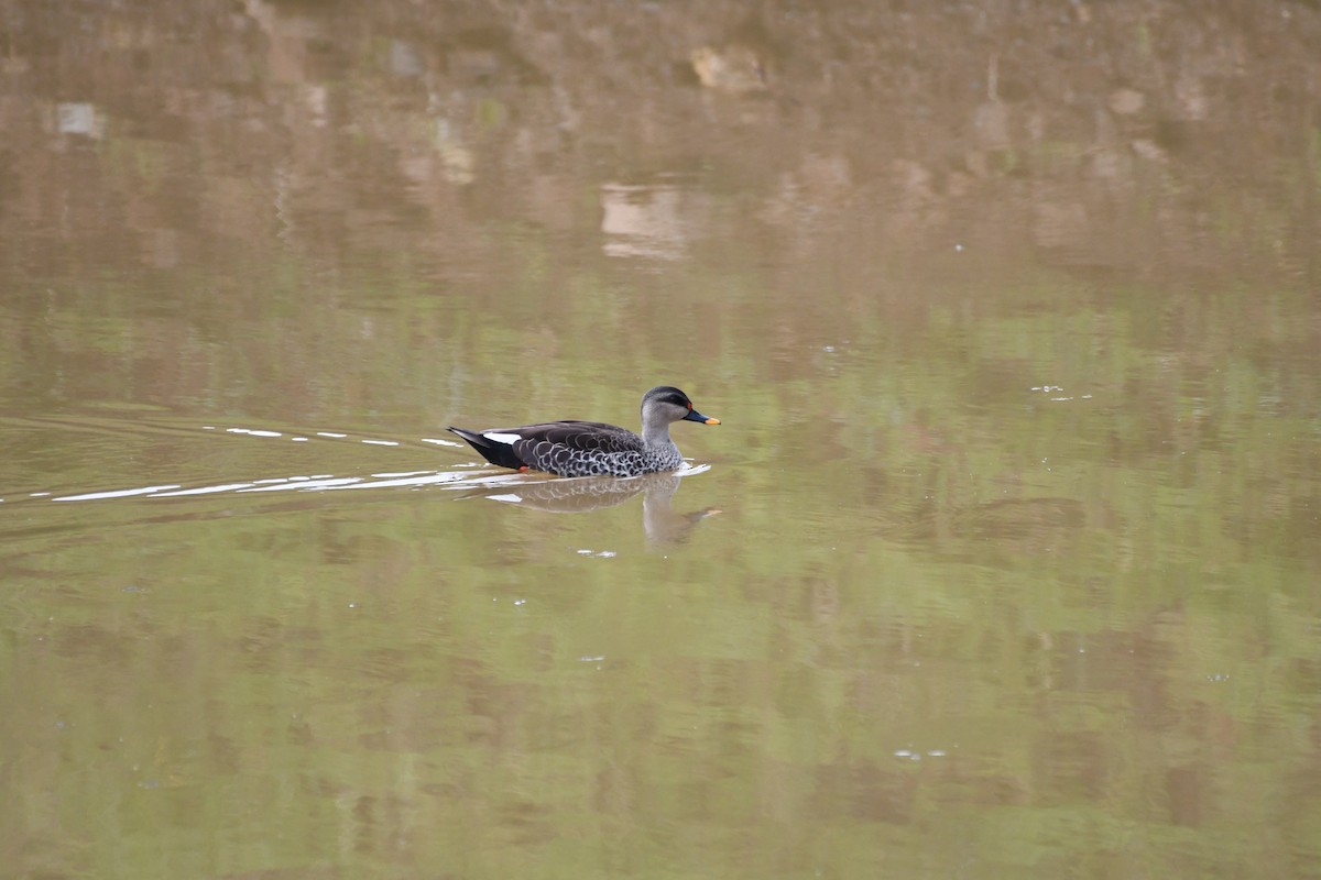 Indian Spot-billed Duck - Ali Hyder