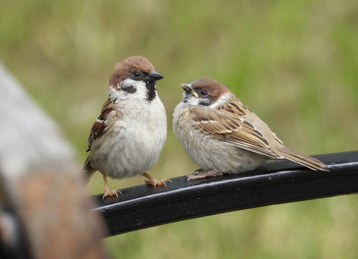 Eurasian Tree Sparrow - Alfonso Rodrigo