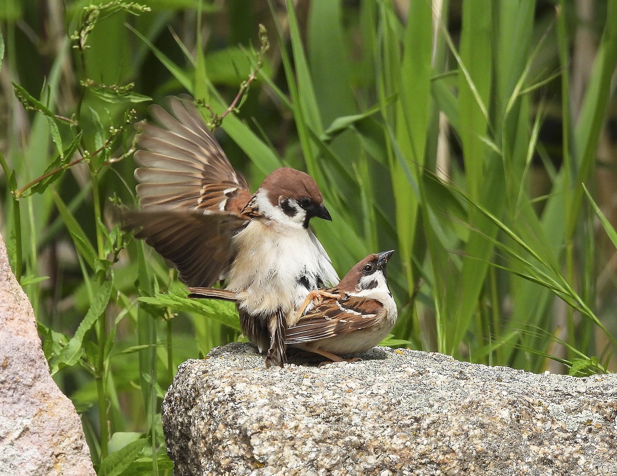 Eurasian Tree Sparrow - ML619444822