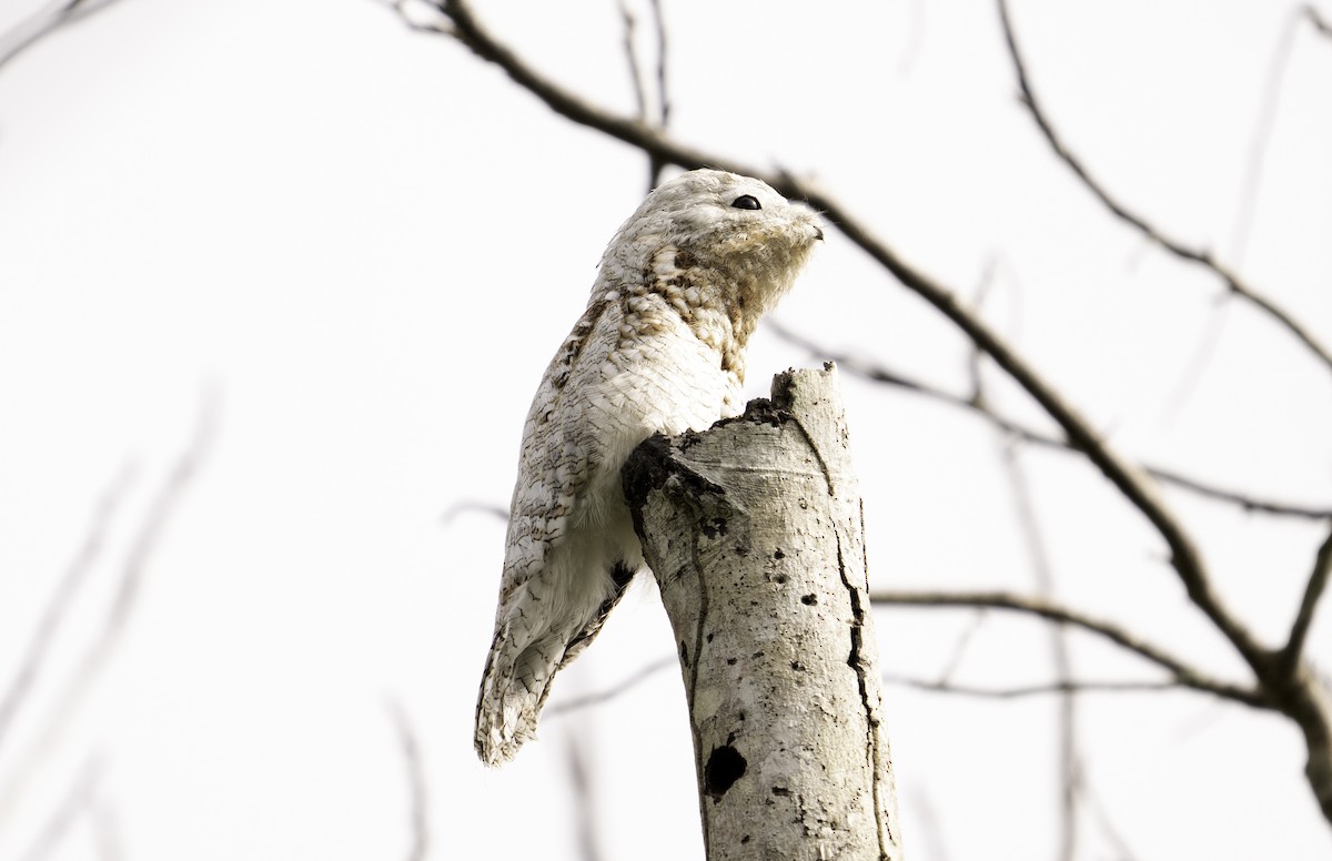 Great Potoo - Leo Wiznitzer