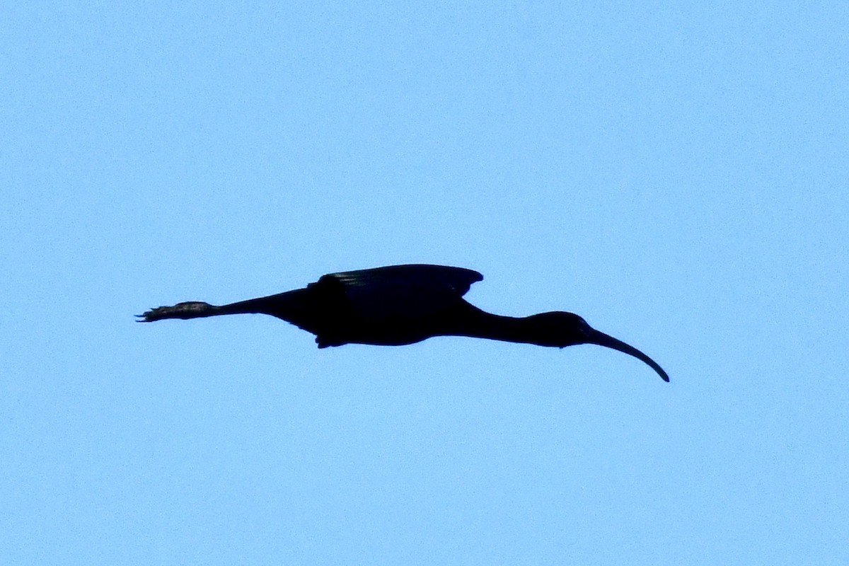 Glossy Ibis - Sue Palmer