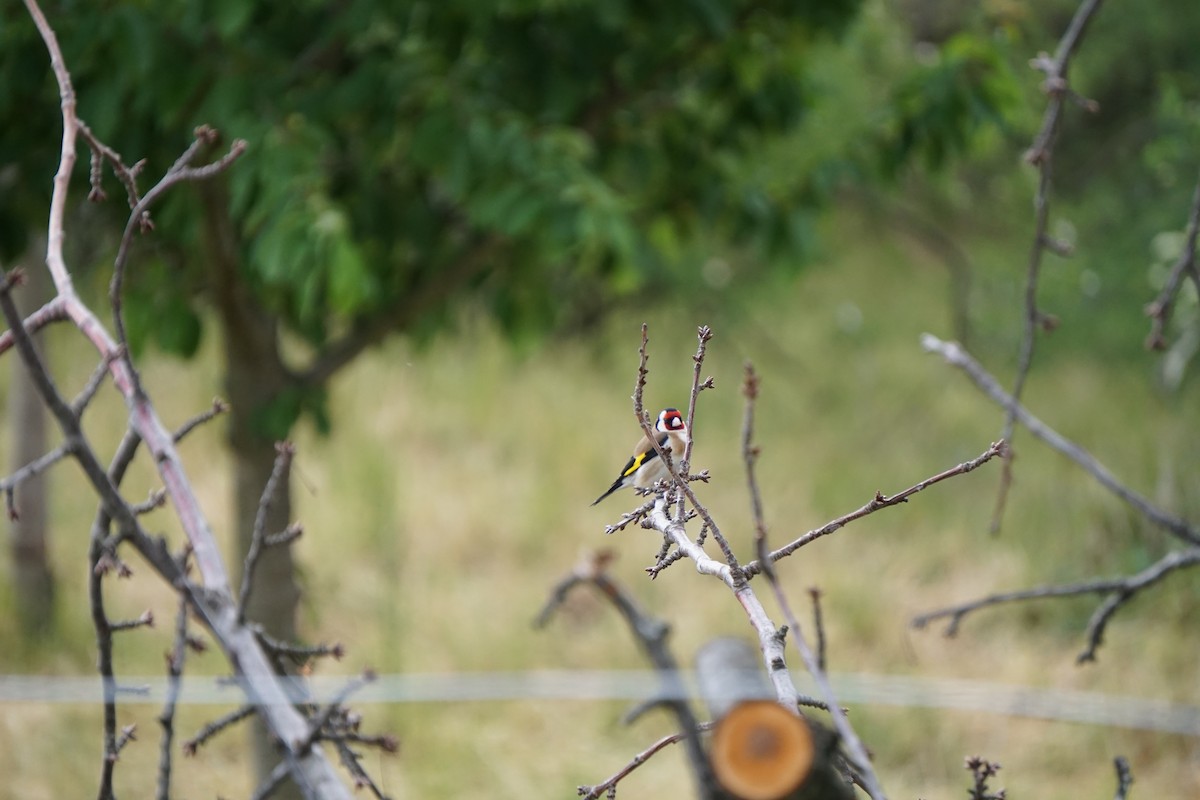 European Goldfinch - Patricia Werner