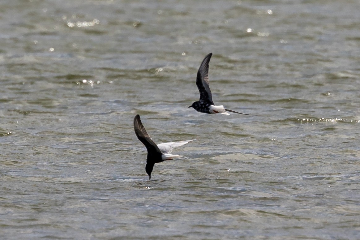 White-winged Tern - Nikos Mavris