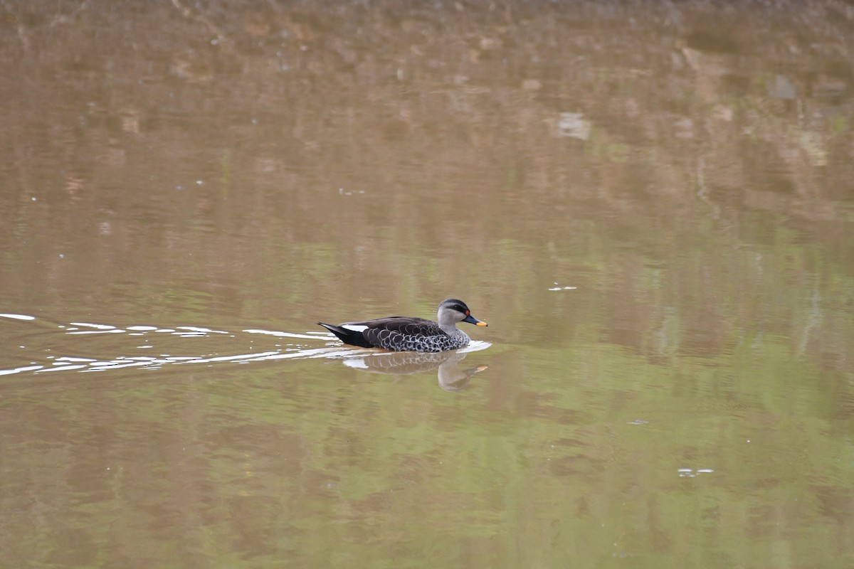 Indian Spot-billed Duck - Ali Hyder