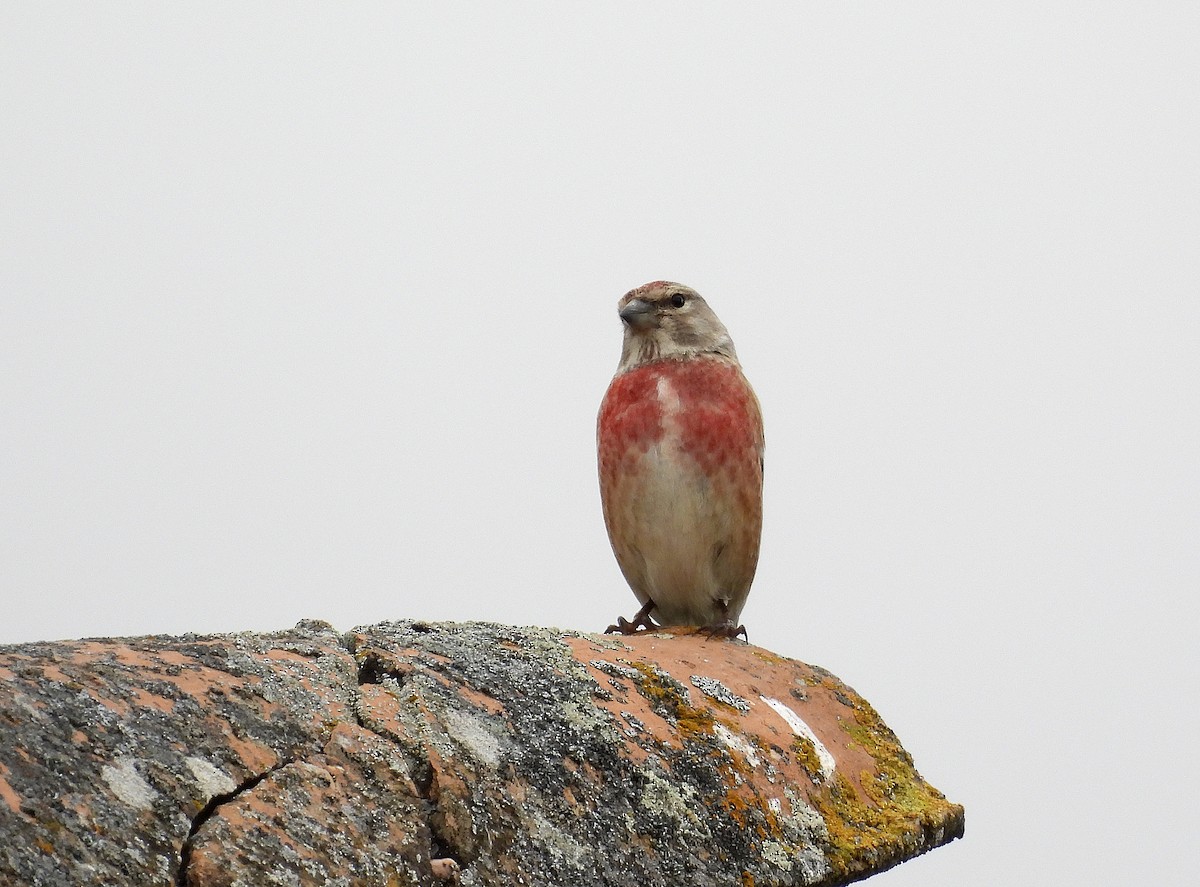 Eurasian Linnet - Alfonso Rodrigo