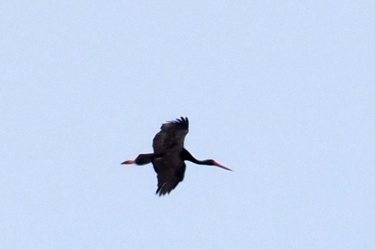 Black Stork - Donna Pomeroy