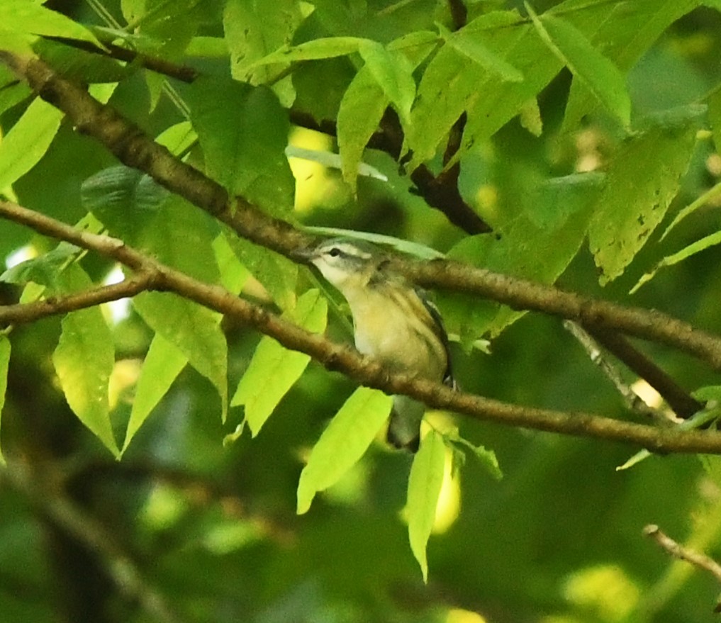 Cerulean Warbler - ML619444857