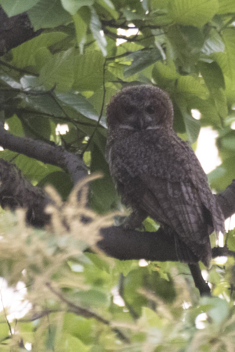 Mottled Wood-Owl - SOVON PARBAT
