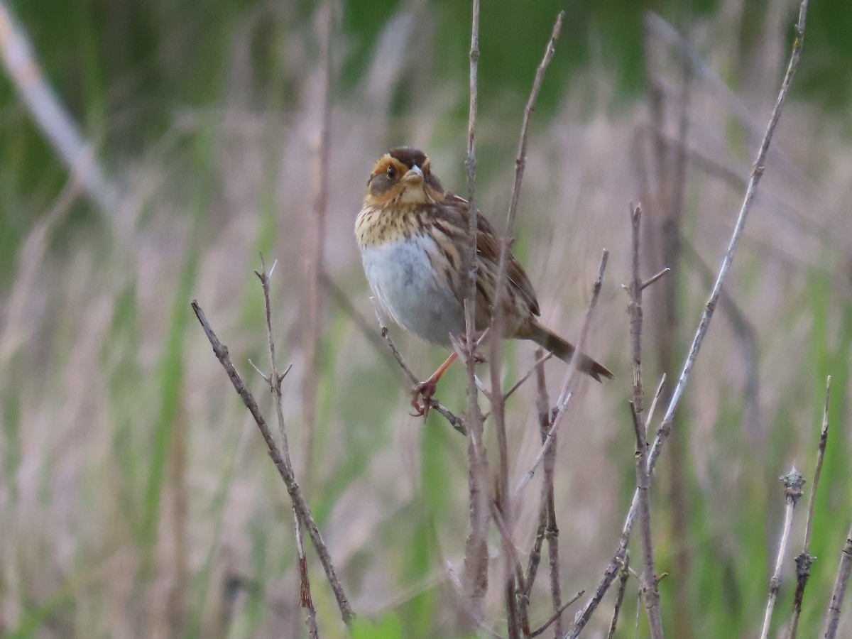 Saltmarsh Sparrow - Cooper White