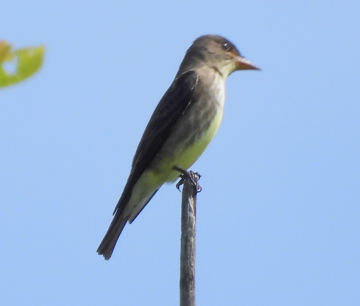 Olive-sided Flycatcher - Ethan Beasley
