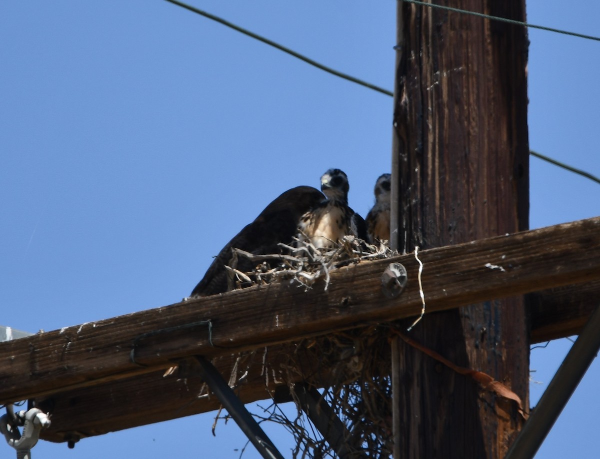 Red-tailed Hawk - Lael Rudisill