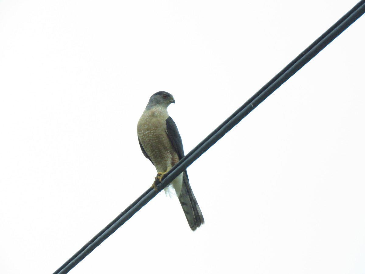 Cooper's Hawk - Lisa Larson