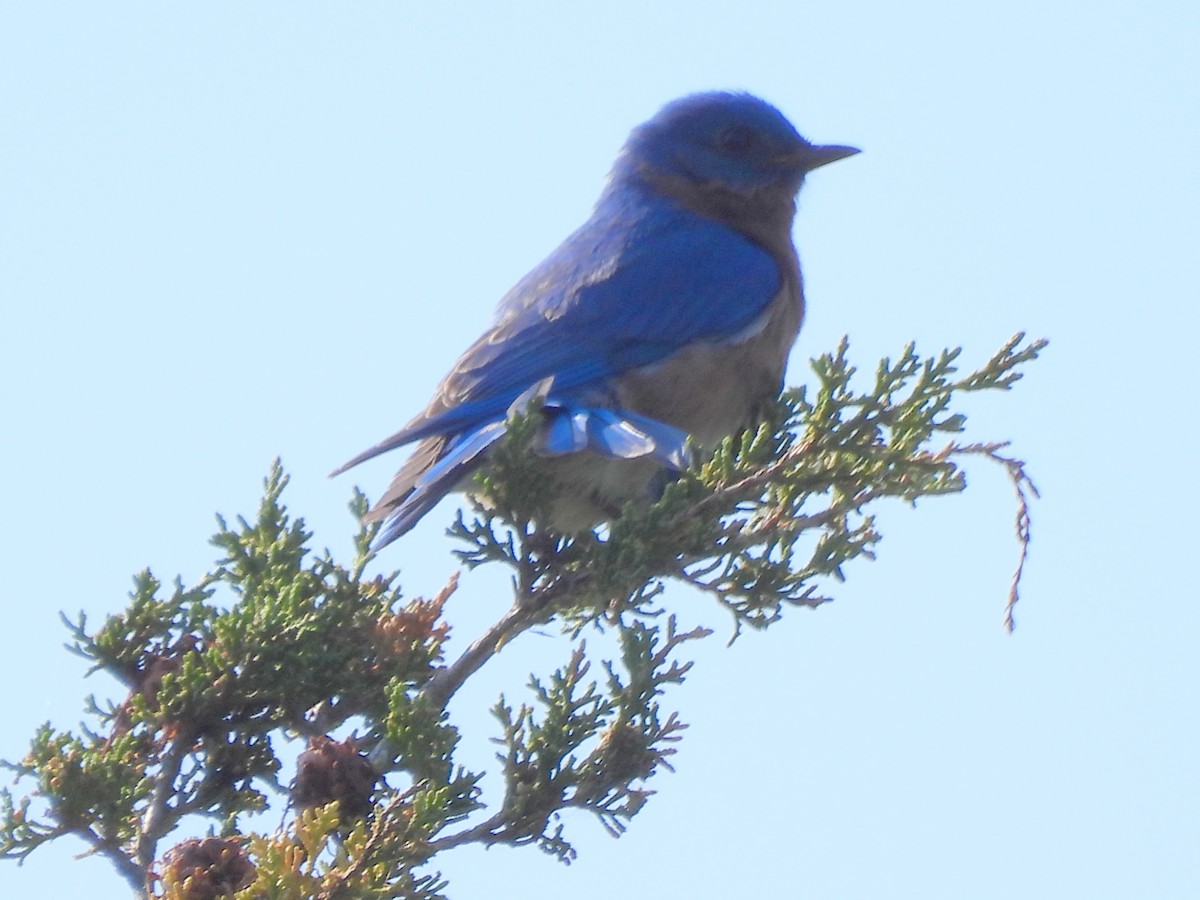 Eastern Bluebird - ML619444884