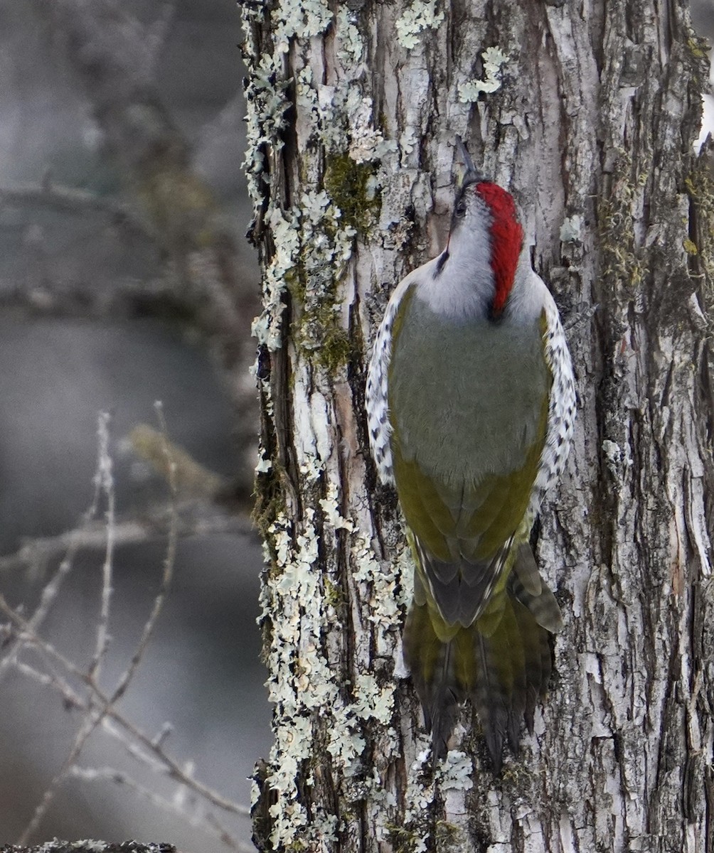 Japanese Woodpecker - Cliff Halverson