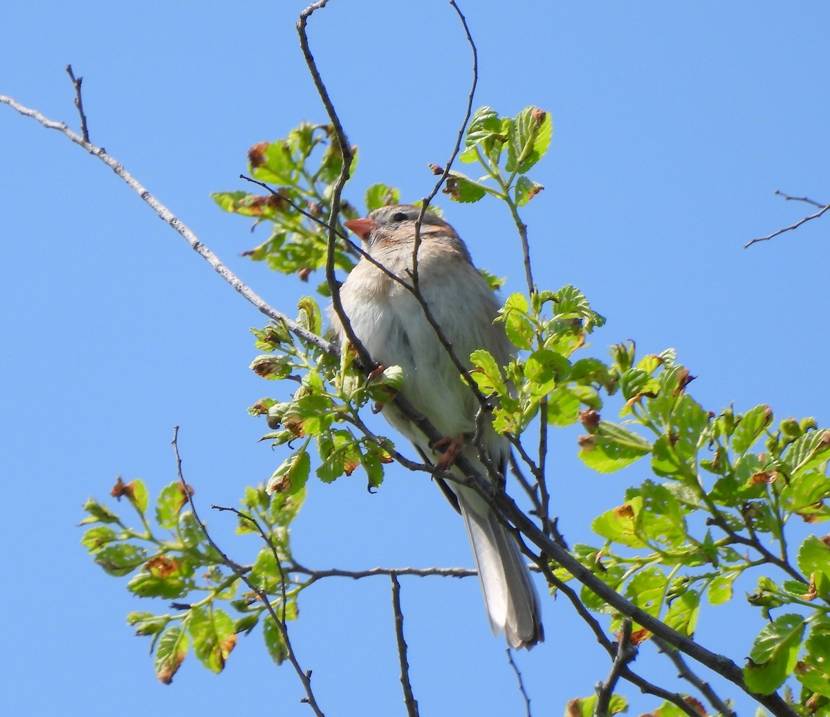 Field Sparrow - ML619444894