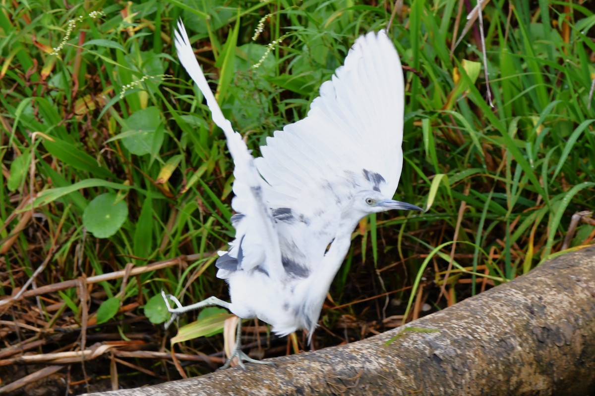 Little Blue Heron - Dan Bormann