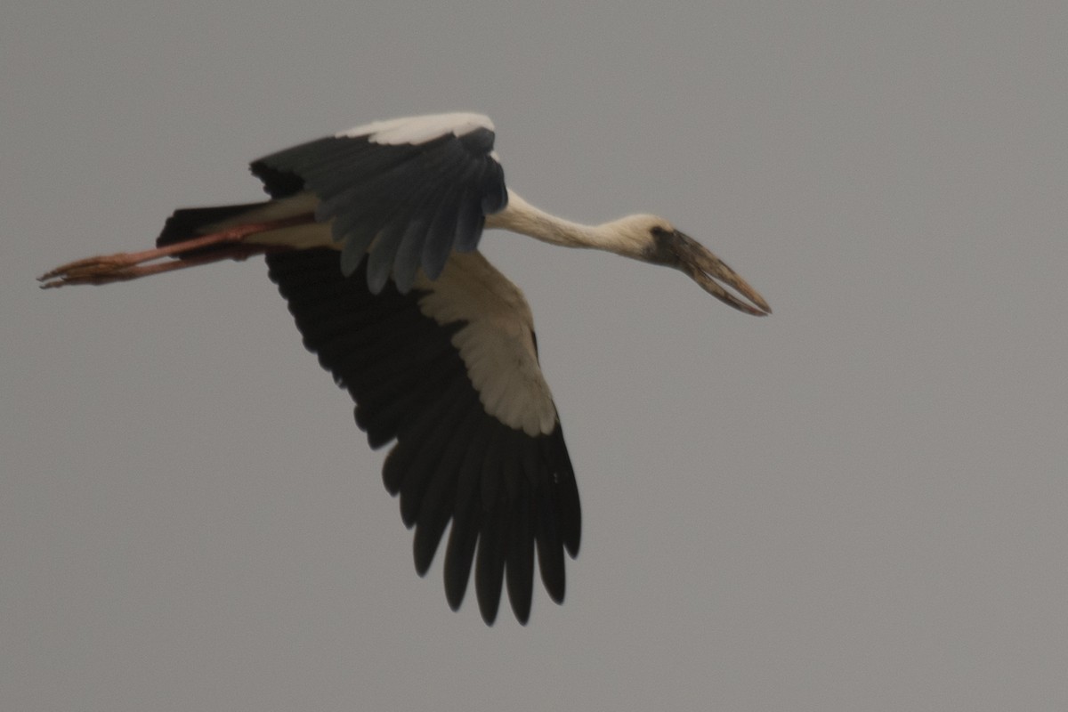 Asian Openbill - SOVON PARBAT