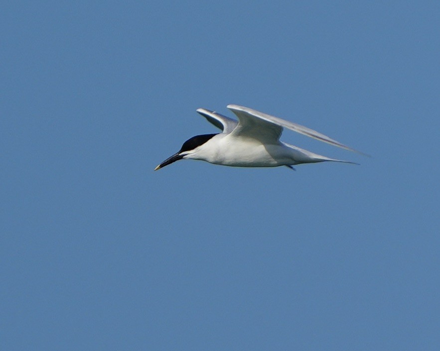 Sandwich Tern - Gloria Markiewicz