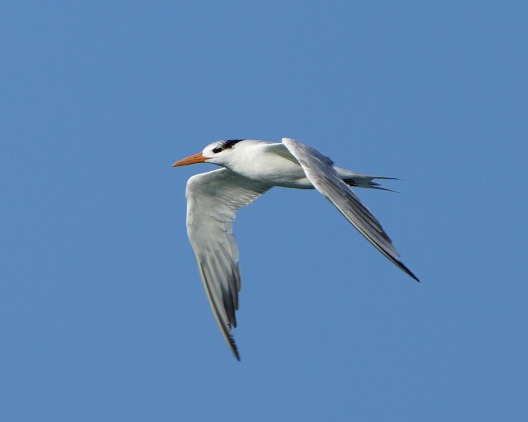 Royal Tern - Gloria Markiewicz