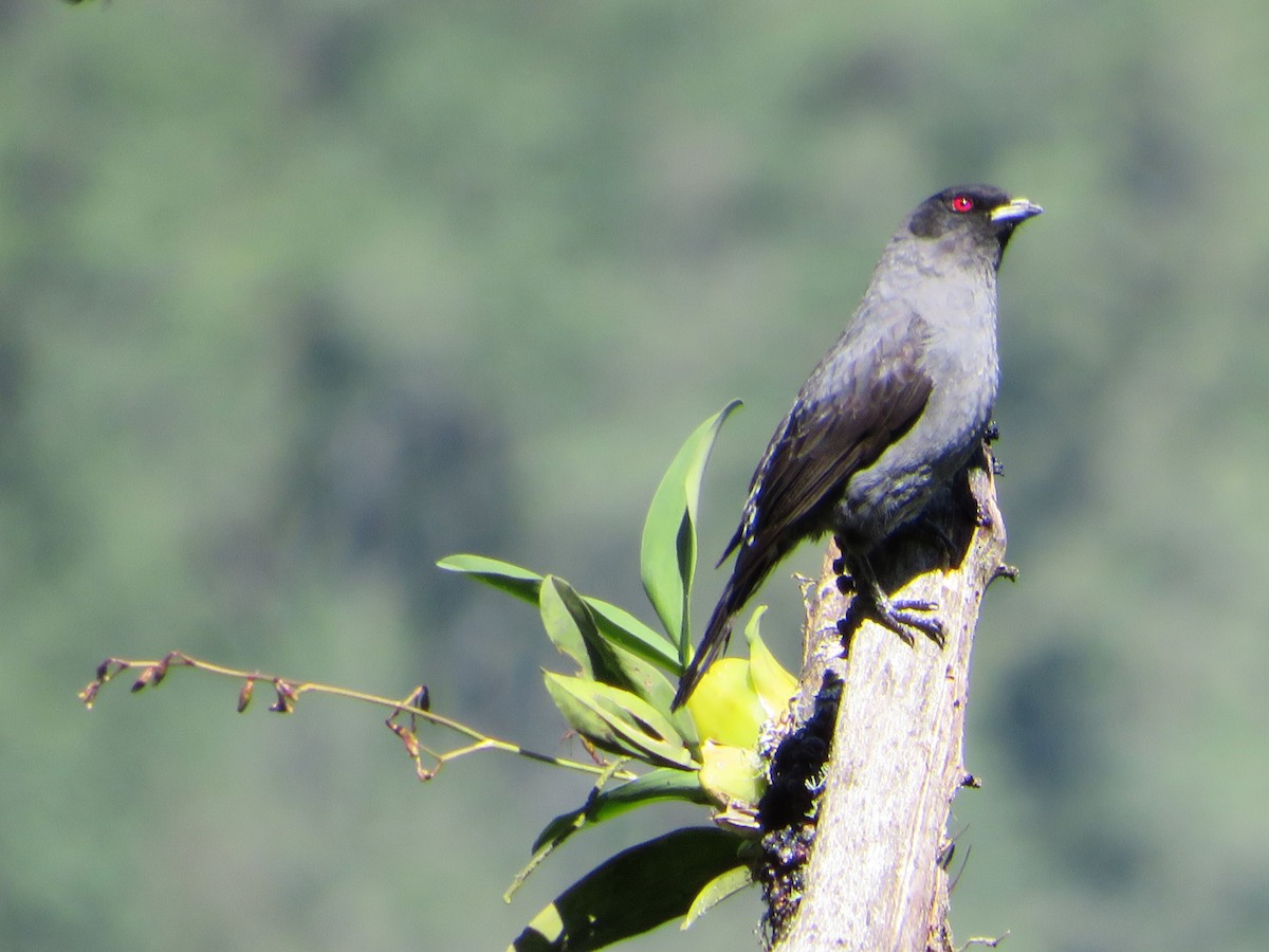 Red-crested Cotinga - Hector Cadena