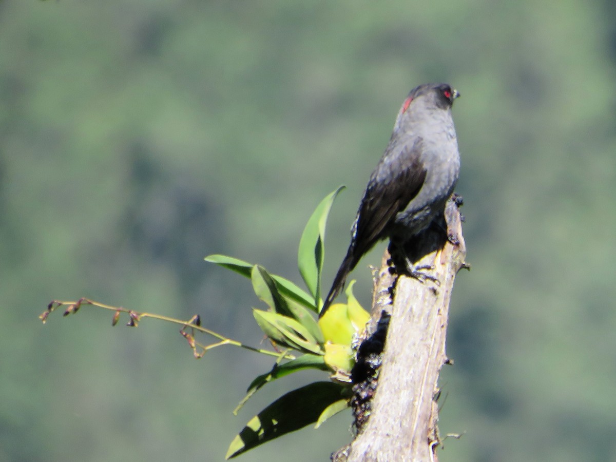 Red-crested Cotinga - Hector Cadena
