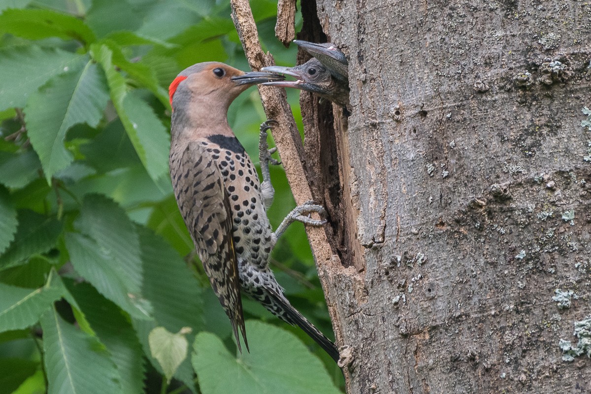 Northern Flicker - Juan Miguel Artigas Azas