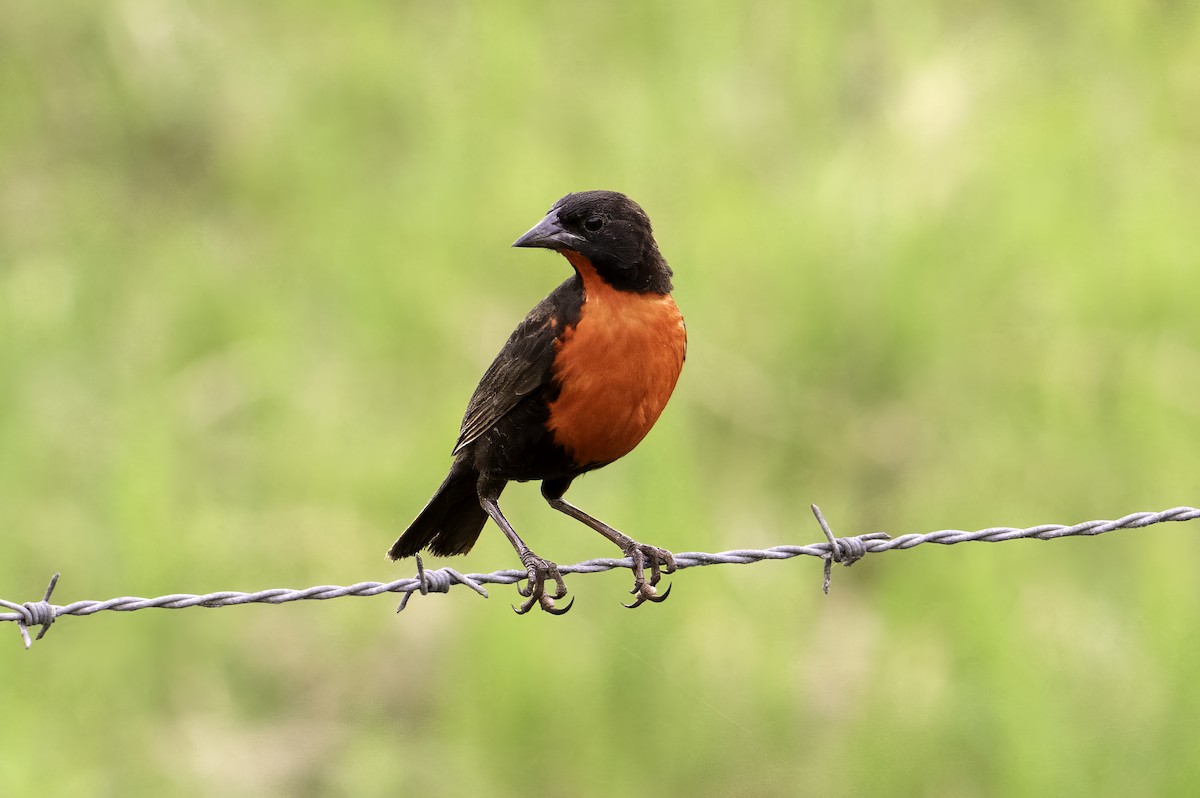 Red-breasted Meadowlark - Leo Wiznitzer