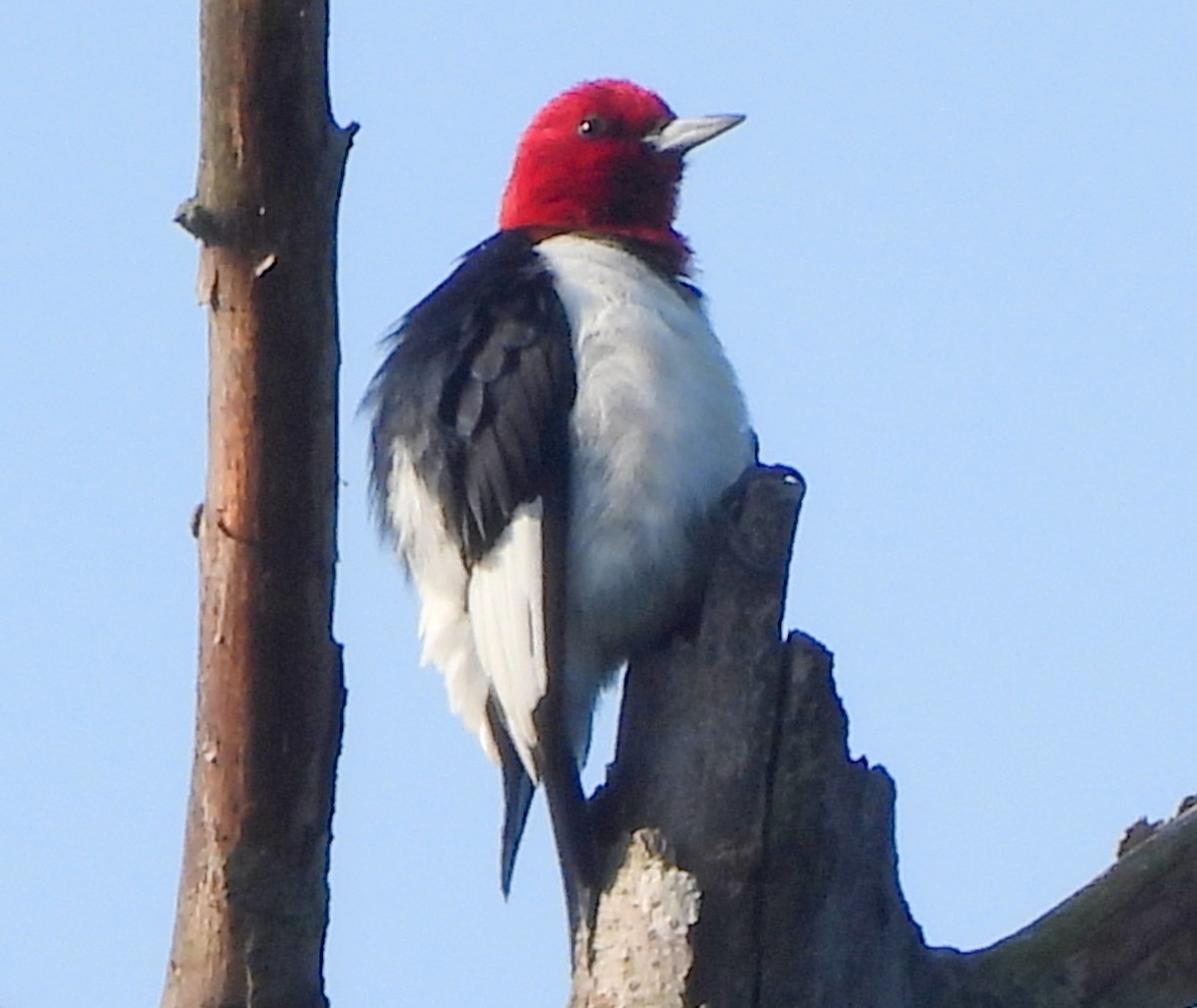 Red-headed Woodpecker - Ethan Beasley