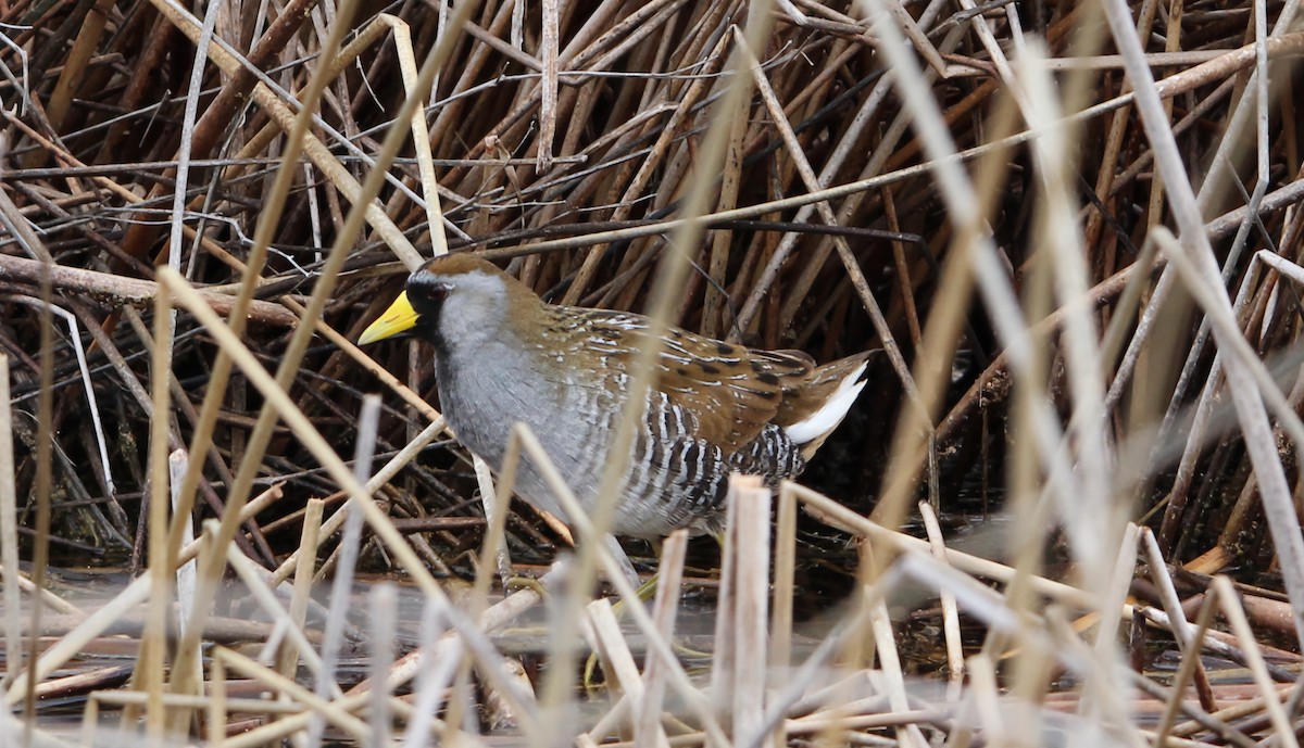 Polluela Sora - ML619444932