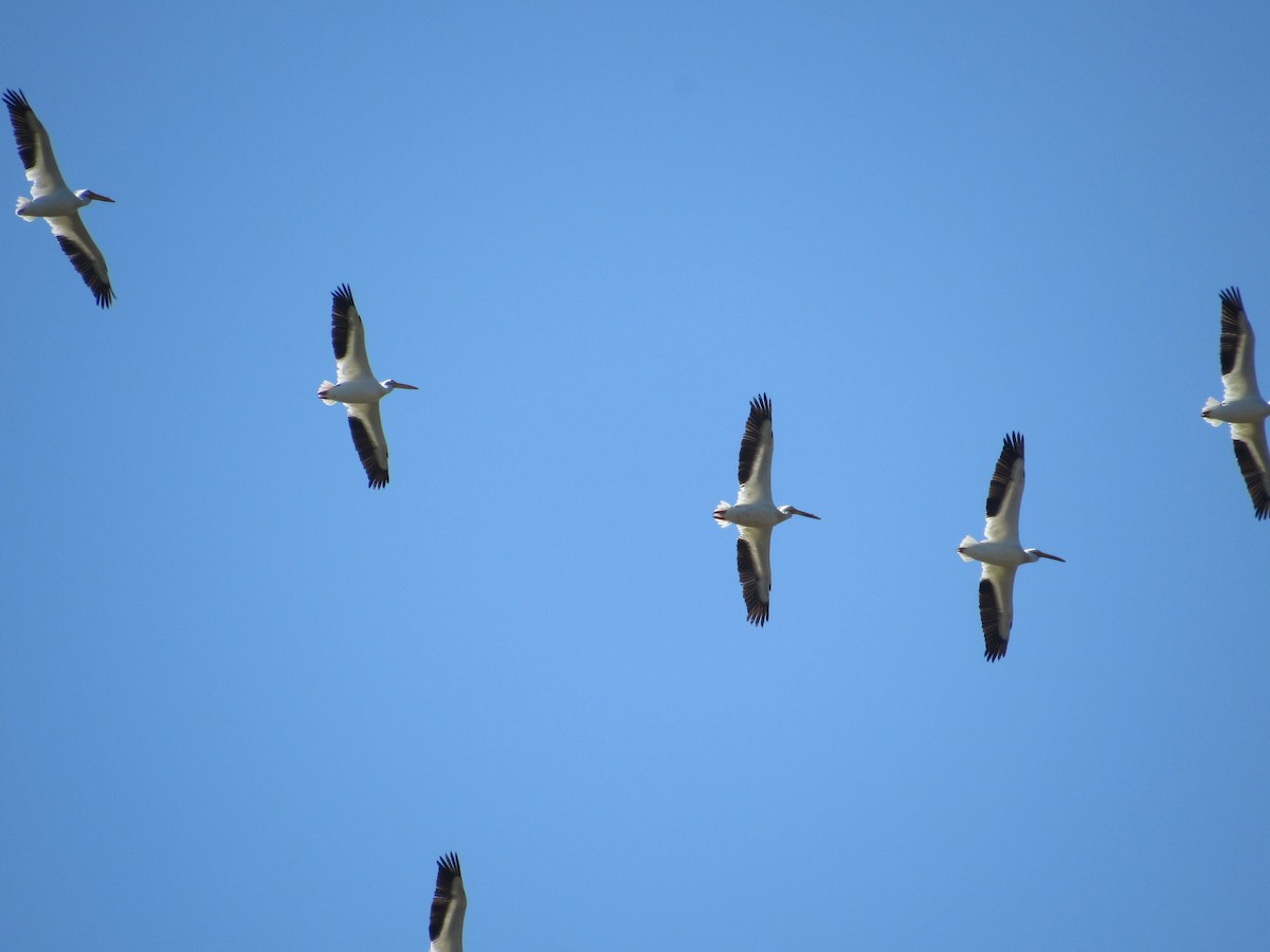 American White Pelican - ML619444933