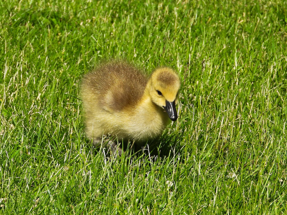 Canada Goose - Haley Gottardo