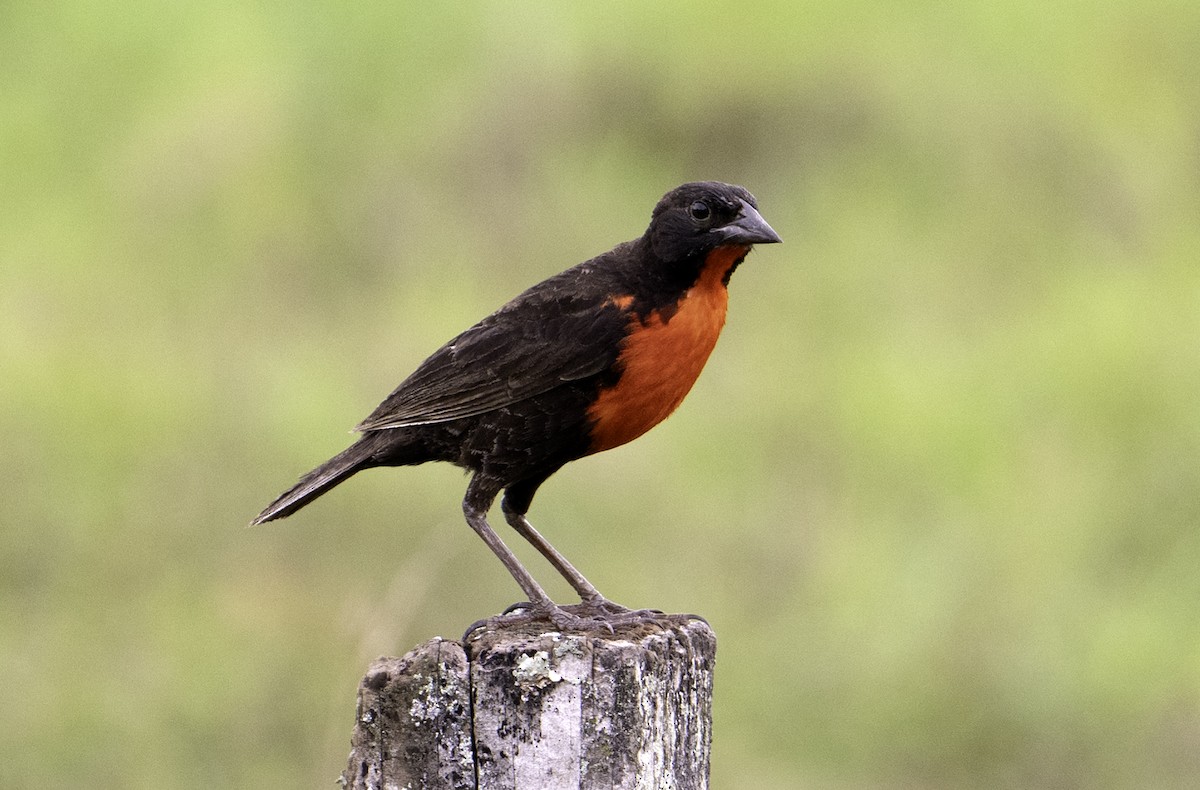 Red-breasted Meadowlark - Leo Wiznitzer