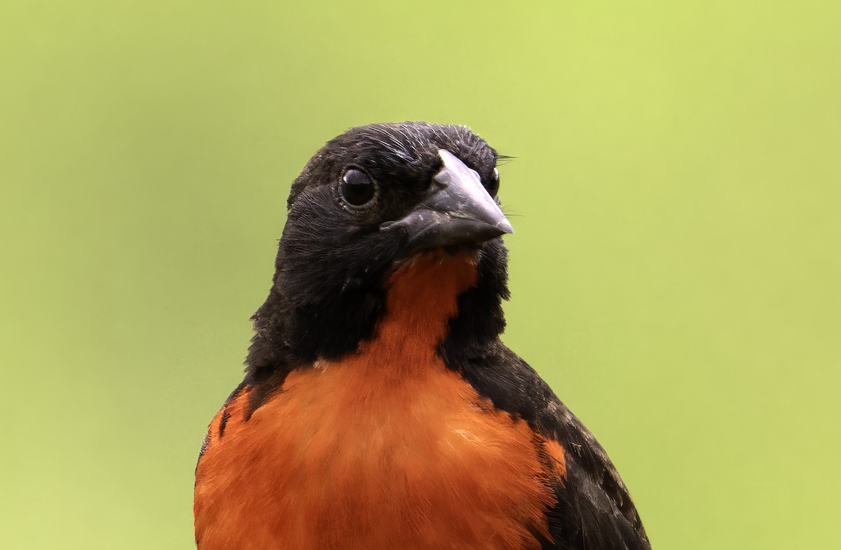 Red-breasted Meadowlark - Leo Wiznitzer