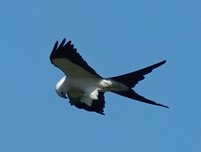 Swallow-tailed Kite - Lilian Saul