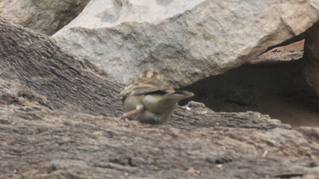 Toygar Serçesi - ML619444948